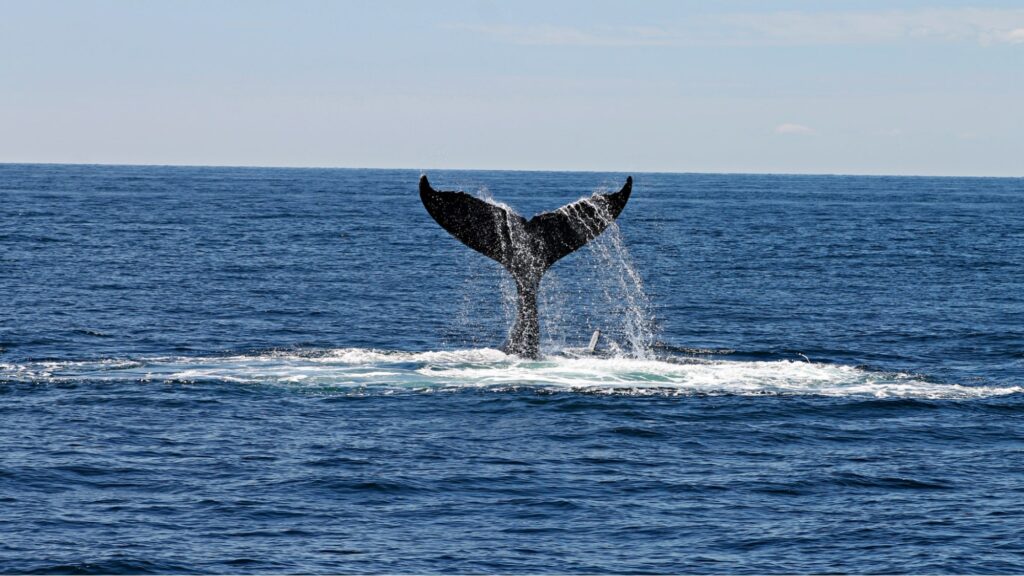 Summer whale sighting in Cape Cod, MA